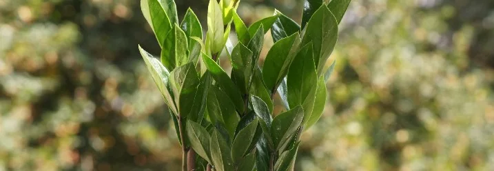 Grünpflanze im Topf